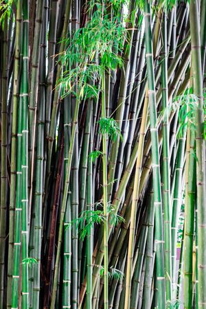 The green bamboo zoom to close up of the stem.の写真素材