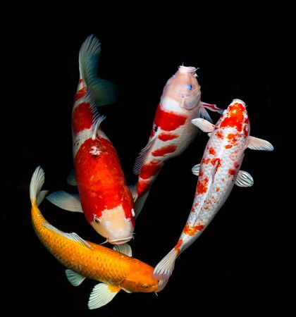 The action of  Koi Carp with colourful swim in the pond.の写真素材