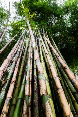 The green bamboo zoom to close up of the stem.の写真素材