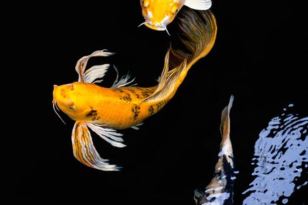 The action of  Koi Carp with colourful swim in the pond.の写真素材