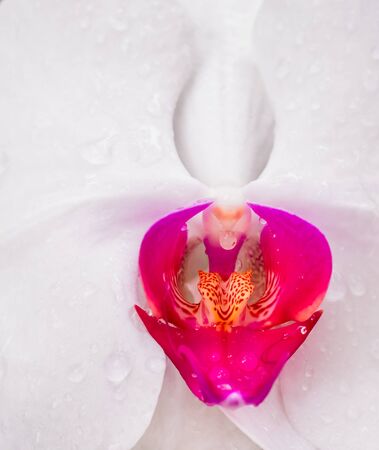Close up the bloom flower and droplet in rainy season.の写真素材
