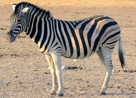 Zebra in Etosha National Park, Namibiaの写真素材
