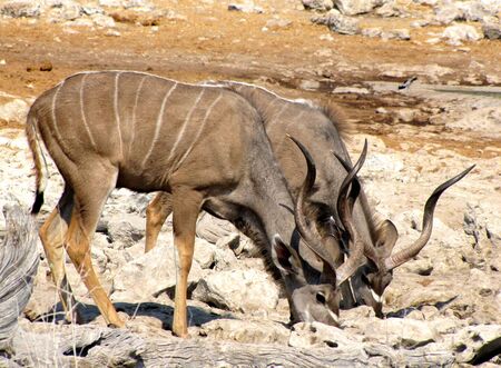 Kudu males in Etosha National Park, Namibiaの写真素材