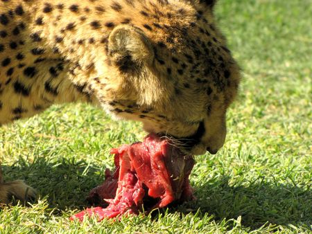 Cheetah is eating raw meat in Otjitotongwe farm, Namibiaの写真素材