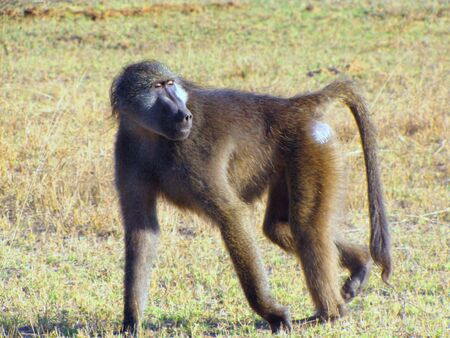 Male baboon in Mahango Game Reserve, Namibiaの写真素材