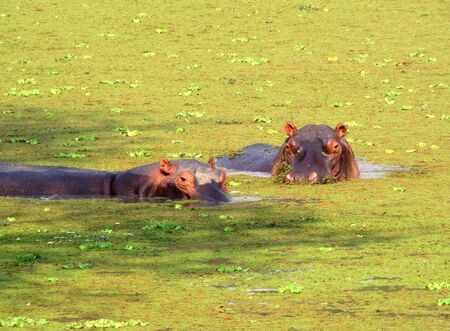 Hippos in a duckweed covered pond in South Luangwa National Park, Zambiaの写真素材
