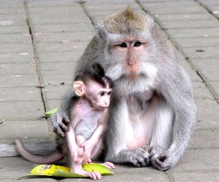 Monkey mother and child sitting toghether 