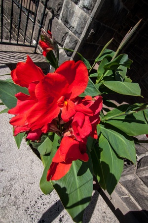 Red flowers in potの写真素材