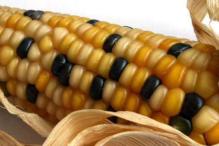 Corn ear with golden and black corns
