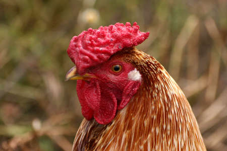 Chicken in the villageの写真素材