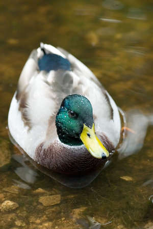 Duck with a rain dropの写真素材