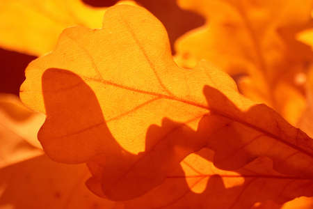 The colors of autumn - red and yellowの写真素材