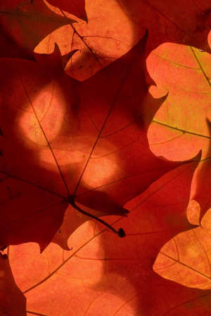 Maple leaves in the autumn