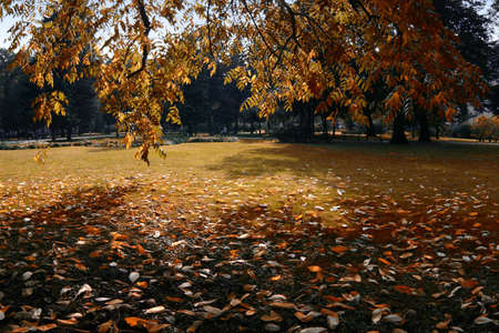 Fall in the parkの写真素材