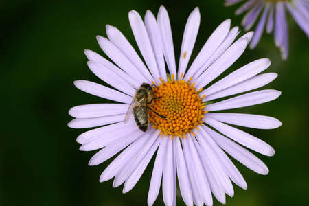 Camomile with a beeの写真素材