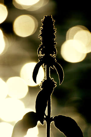 Flower of dark, photo with a backlightの写真素材