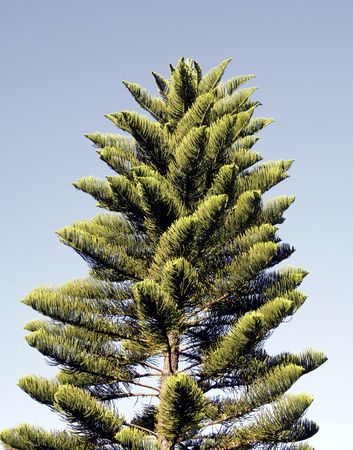 Pine Tree - Australiaの写真素材