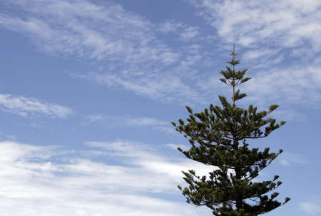 Single Pine Tree Standing In Front Of A Clear Blue Sky In Sydney, Australiaの写真素材