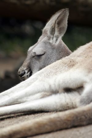 Sleeping Kangaroo In Australia, Selective Focus on Headの写真素材