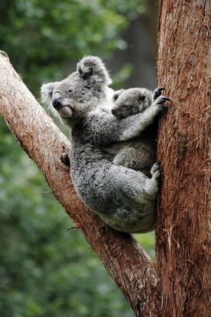 Koala Bear Mother And Baby Sitting On Tree, Australiaの写真素材