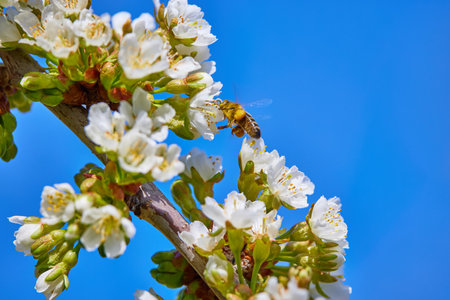 a bee collecting nectar in springtimeの写真素材