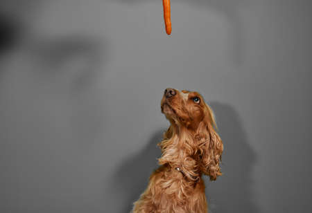 Cocker Spaniel dog loocking up for carrot to eatの写真素材