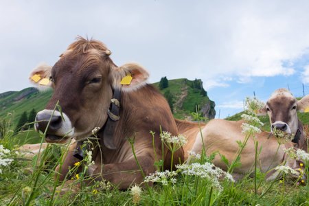 cows in the alps, germanyの写真素材