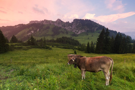 cows in the alps, germanyの写真素材