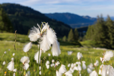 Marsh cotton grass in the german Alps. Allgaeuの写真素材