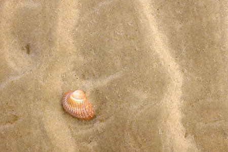 Background with yellow sand and a shell