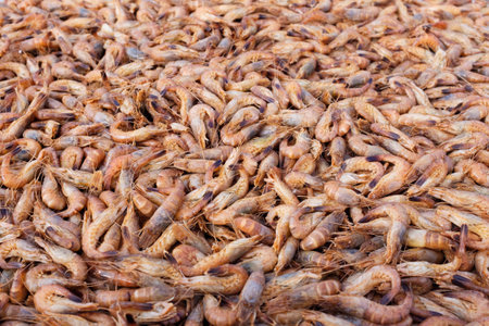Shrimps background texture. A lot of sea shrimp or pattern of krill. Sea food like shrimp or krill.の写真素材