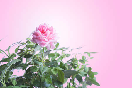 Rose on pink Backgroundの写真素材