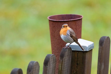 Erithacus rubecula, Robin perched in gardenの写真素材