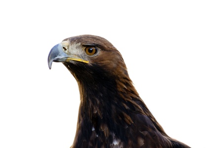 eagleの写真素材