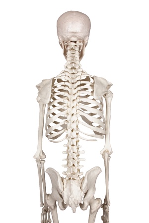 spine white backround spine white backround