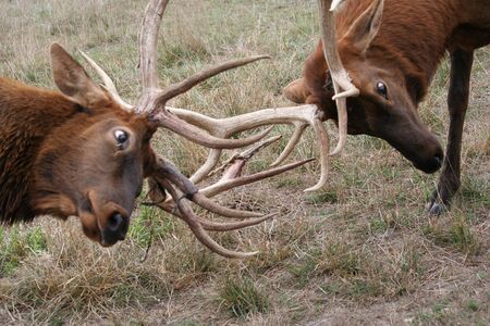 Butting Horns