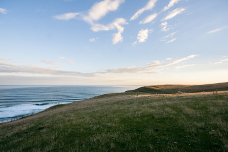 Sheep on a grassy coastlineの写真素材