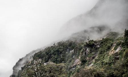 Pristine virgin forest in New Zealandの写真素材