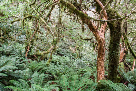 Pristine virgin forest in New Zealandの写真素材