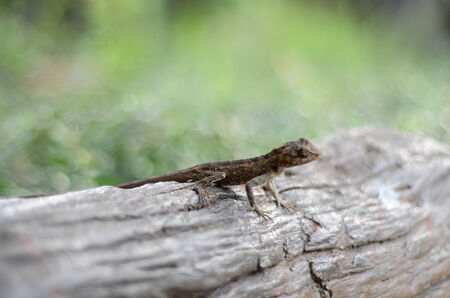 Iguana on the log の写真素材