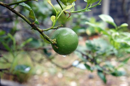 Lemon treeの写真素材