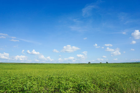 Field of green fresh grass under blue cloudy sky.の写真素材