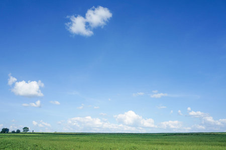 Field of green fresh grass under blue cloudy sky.の写真素材