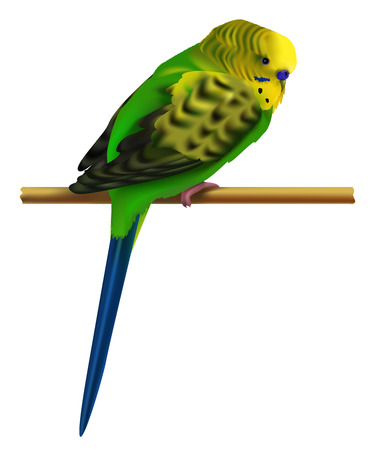 illustration of bright colorful budgerigar. Isolated small exotic bird sits on a branch.のイラスト素材