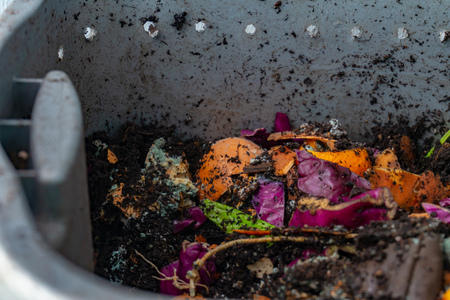 Worm vermiculture compost with rotting food scraps for gardening hobby, making natural fertilizer...