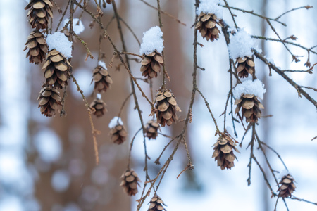 Tiny pine cone tree parts on a branch hanging off a tree, covered with snow in a snowy forest. Brown with warm and cool hues. Background photo.の写真素材
