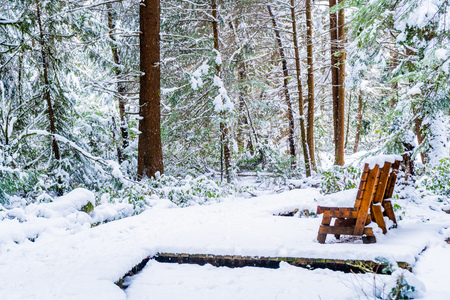 Bench in a snowy forest, on a raised hiking trail, after a snowstorm in Vancouver (Delta) BC, at Burns Bog. Evergreen tree trunk and raised platform with bench.の写真素材
