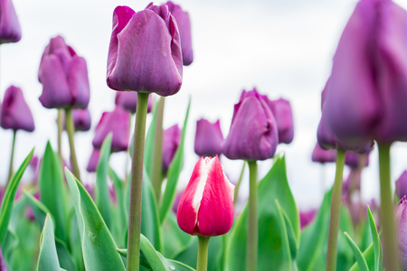 Low angle view of red and white french tulip growing among a field of purple triumph tulips. Close-up, high resolution photo of tulips. Beautiful nature scenery.の写真素材