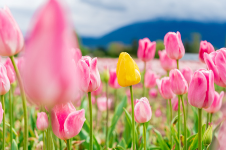 Yellow tulip in a field among pink and white tulips - one different flower. On a flower farm, tourist attraction.の写真素材