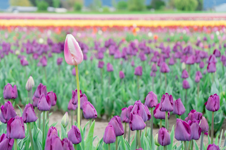 Beautiful, single, different pink and white tulip growing tall in a field of purple triumph tulips, on a flower farm.の写真素材